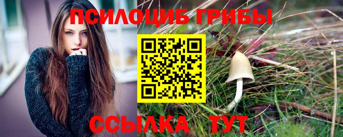 Псилоцибиновые грибы Cubensis Гусев